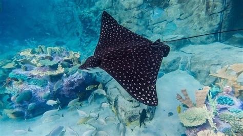 Locating the Perfect Spot: Discovering Stingrays' Preferred Habitat