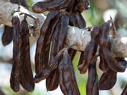 Locust Bean: A Sustainable and Eco-Friendly Ingredient