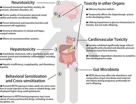 Long-Term Impact of Prenatal Substance Exposure on Offspring's Development