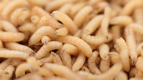 Maggots as Sustainable Protein: Exploring the Nutritional Value and Environmental Benefits