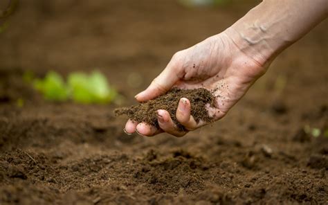 Maintain a Thriving Soil Ecosystem for Sustainable Garden Success