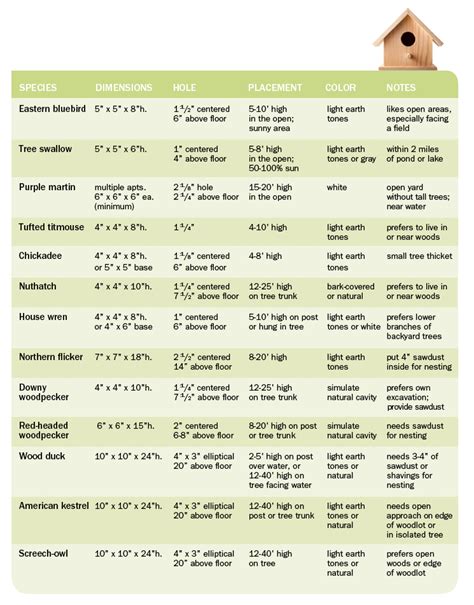 Maintenance and Cleaning Guidelines for a Healthy Bird Dwelling