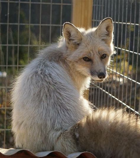 Making It Work: Providing Proper Care for a Domesticated Fox