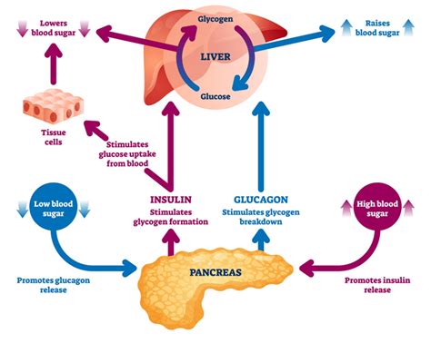 Managing Stress and Regulating Glucose Levels: A Vital Connection