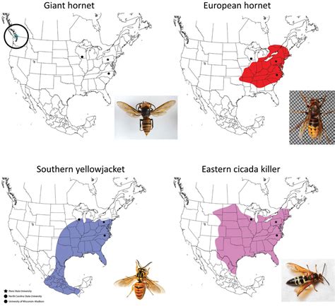 Mapping the Territory: Identifying Potential Hornet Nests and Hotspots