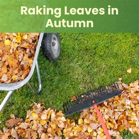 Master the Art of Leaf Removal