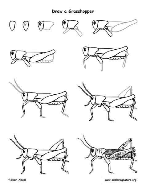 Mastering the Art: Acquiring the Appropriate Skills for Capturing Grasshoppers