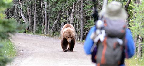 Mastering the Art of Silent Approach: Techniques for Reaching Bears Inconspicuously