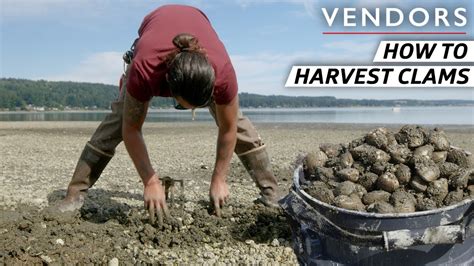 Mastering the Technique: Tips for Successful Clam Harvesting