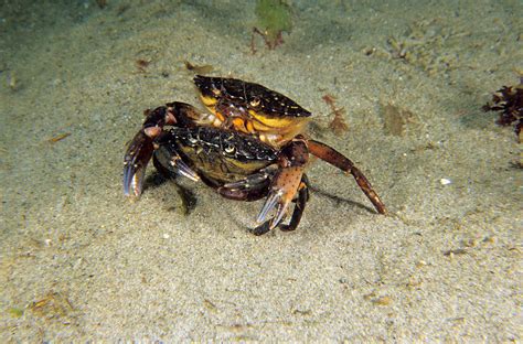 Mating Rituals and Reproduction of Crabs: Nature's Dance