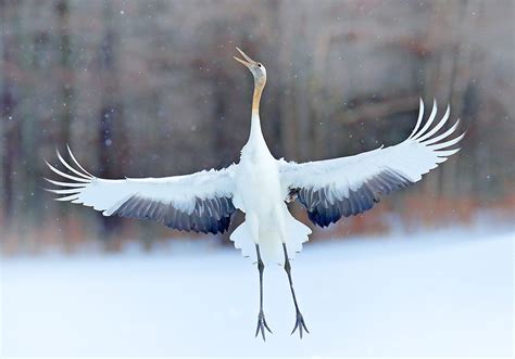 Meaning of a Juvenile Crane in Various Cultural Contexts