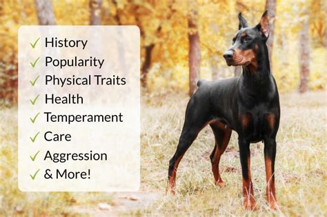 Meet the Doberman Pinscher: A Breed Overview