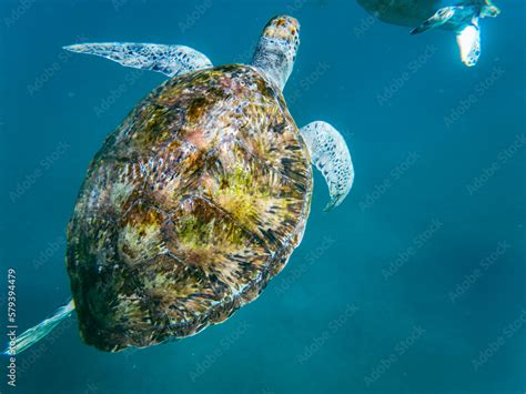 Meeting the Diverse Species that Inhabit Crystal Clear Waters