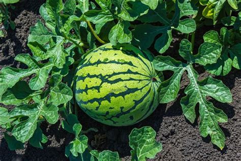 Melons in Your Dreams: Myth or Reality?