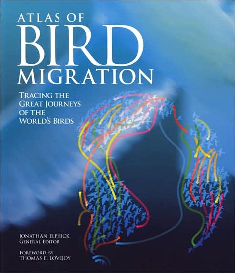 Migration Mysteries: Exploring the Extraordinary Long-Distance Journeys of Kite Birds