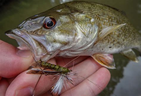 Must-Have Equipment for a Productive White Fish Fishing Adventure