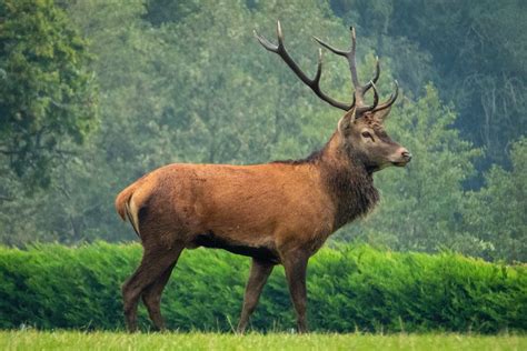 Mythology and Folklore Surrounding Stags