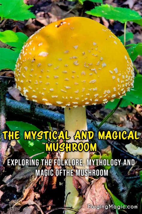 Myths and Legends: Reveries of Mushroom Gathering in Folklore