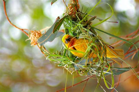 Nature's Architects: The Remarkable Nest-Building Behavior of Giraffes