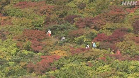 Nature's Fireworks: Witnessing the Majestic Display of Autumn Foliage