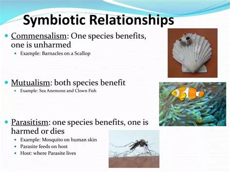 Nature's Perfect Symbiosis: The Relationship Between Avian Creatures and Aquatic Species