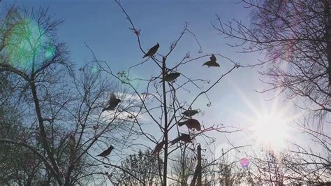 Nature's Symphony: The Melodies of Birds and Insects