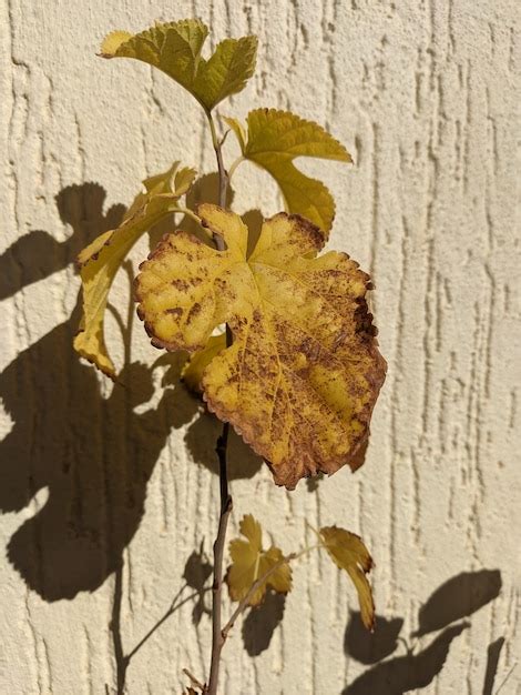 Nature's Whisper: How Decayed Leaves Carry Messages from the Surrounding Environment