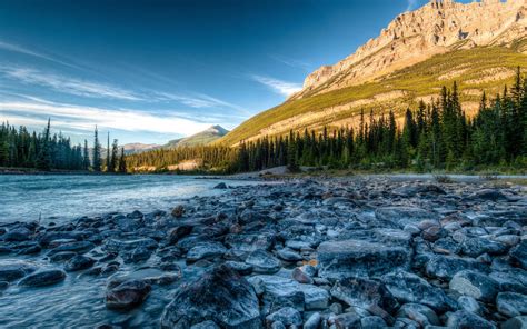 Nature's Wonders: Diverse Flora and Fauna in the Majestic Rocky Mountain Range