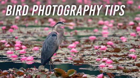 Nature Photography: Capturing the Beauty of a Bird's Banquet