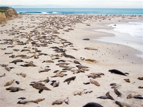 Navigating the Skies: Understanding How Aerial Pinnipeds Utilize Their Wings for Aerial Movement