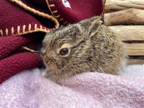 New Beginnings and Growth: The Significance of Baby Hares