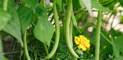 Nurturing Thriving Yam Plants: Unlocking the Secrets to a Bountiful Harvest