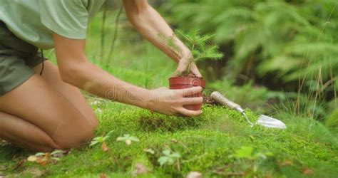 Nurturing Young Trees: Cultivating the Future Forests of Tomorrow