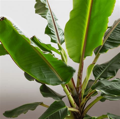 Nurturing Your Banana Plants: Care and Maintenance