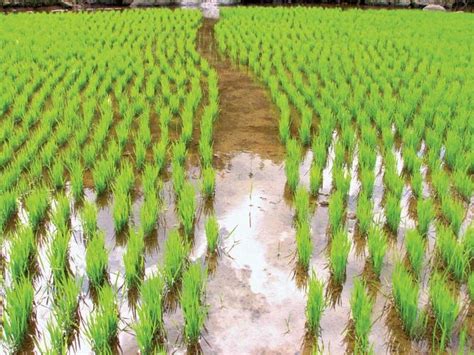 Nurturing Your Farming Dreams: Tips for Achieving Success in Rice Cultivation