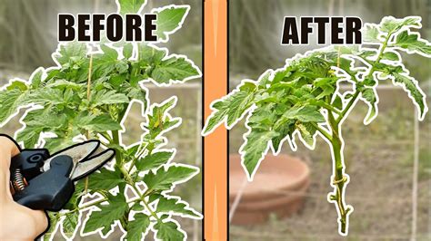 Nurturing Your Tomato Plants: Watering, Fertilizing, and Pruning