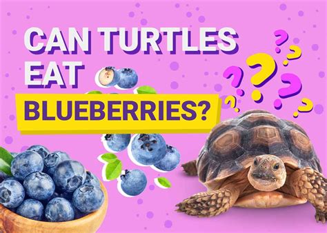 Nutritional Benefits of Including Turtle in Your Diet