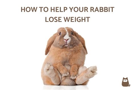 Nutritional Challenges for Rabbits: Obesity and Malnourishment