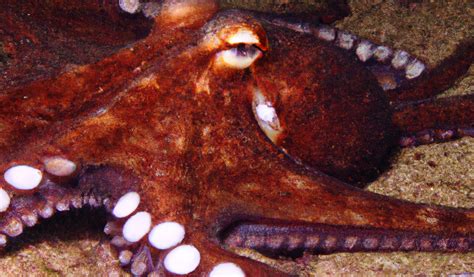 Octopus as a Representation of Complexity and Adaptability