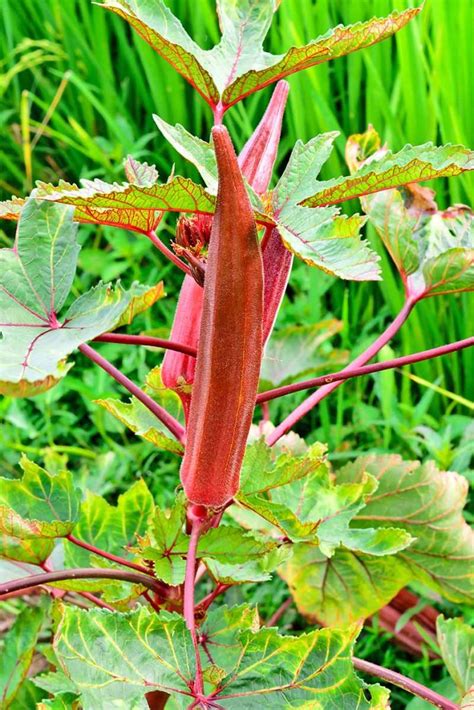 Okra Varieties: Exploring Different Shapes, Colors, and Sizes