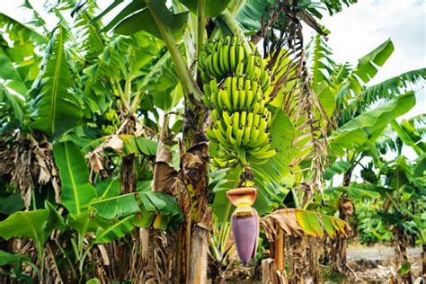 Optimizing Banana Harvesting Techniques for Maximum Yield