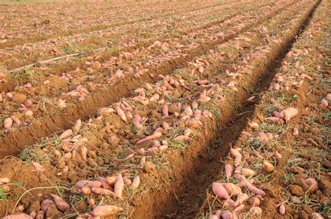 Optimizing Productivity: Insights into Enhancing Sweet Potato Farming Efficiency