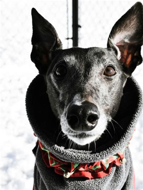 Origin and Cultural Significance of the Soaring Ebony Canine