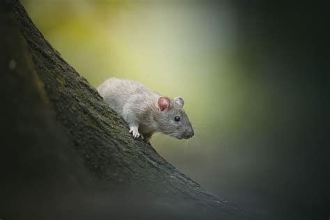 Overcoming Anxiety or Fear Associated with Dreams of Deceased Rodents