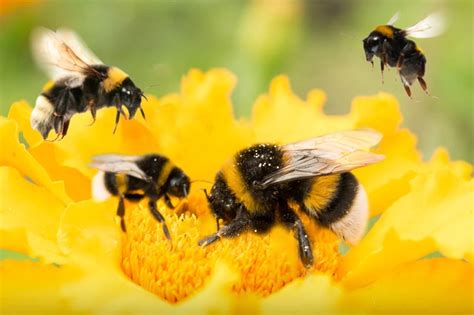 Overcoming Anxiety when Dreaming of Eliminating Bumble Bees: