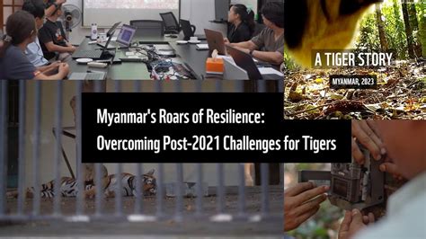 Overcoming Challenges: Interpreting Tigers as a Symbol of Resilience