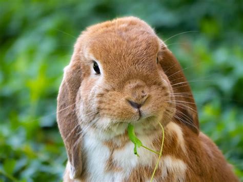 Overcoming Obstacles: Navigating the Challenges of Rabbit Dog ownership