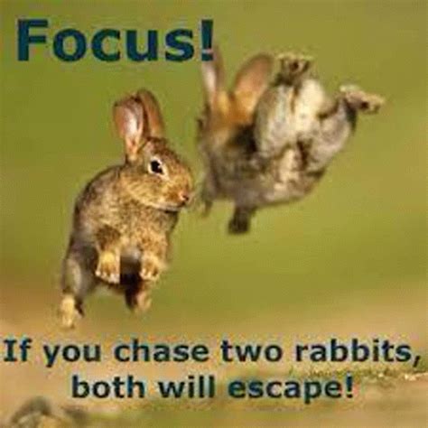 Patience and Focus: Keys to a Successful Rabbit Chase