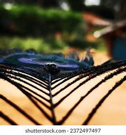 Peacock Feathers: Nature's Exquisite Artistry