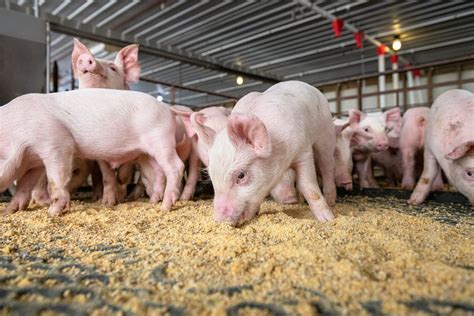 Pig Care and Maintenance: Proper Nutrition, Health Checks, and Exercise for a Contented Swine